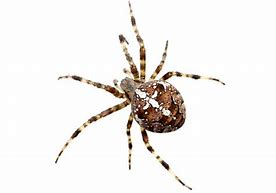 Image result for Wa Spider Species Identification