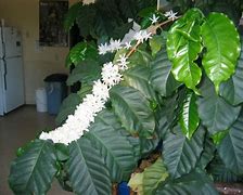 Image result for Coffee Plant Flowers Bud