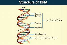 Image result for Droid DNA