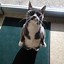 Image result for Cute Cat Standing Up
