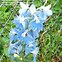 Image result for Delphinium Summer Skies (Pacific-Giant-Group)