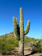Image result for Wild Desert Plants Cactus