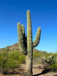 Image result for Arizona Cactus Trees