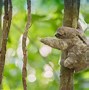 Image result for A Sloth without Fur Suit
