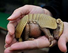Image result for Cute Baby Armadillo