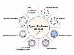 Image result for Influenza Vaccine Types