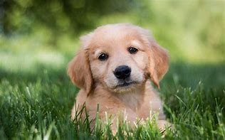 Image result for Cute Golden Retriever Puppy