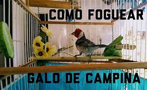 Image result for foguear