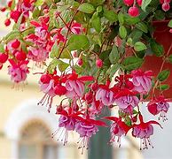 Image result for Fuchsia Pink and Red