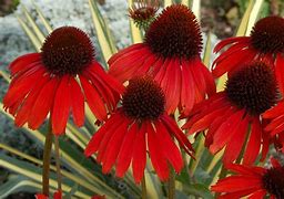 Afbeeldingsresultaten voor Echinacea purpurea Firebird ®