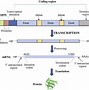 Image result for Eukaryotic Gene Structure Diagram