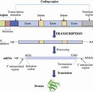 Image result for Structure of Gene