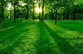 Image result for Nature Trees and Sunshine