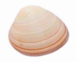 Image result for Pink Quahog Shells