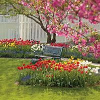 Image result for Ideas for Tulip Beds