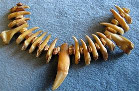 Image result for Animal Bone Necklace