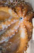 Image result for Octopus Mouth