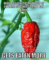 Image result for Salsa Food Memes