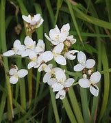 Image result for Libertia grandiflora