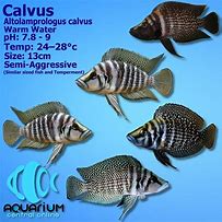 Image result for calvus