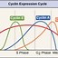 Image result for cell division process diagrams