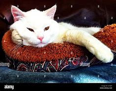 Image result for Lounging Relaxed Cat