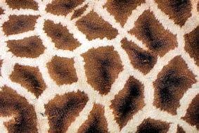 Image result for Giraffe Print Wallpaper
