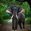 Image result for Kerala Elephant Back