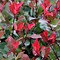Image result for PHOTINIA LITTLE RED ROBIN