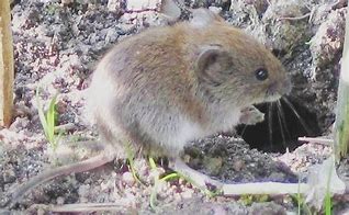 Image result for Vole