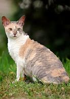 Image result for What Is a Cornish Rex Cat