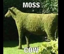 Image result for MOS On a Cow