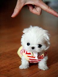 Image result for Top 10 Cutest Teacup Dogs