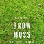Image result for Moss Grass Plant