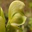 Image result for Aconitum anthora