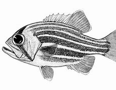 Image result for Perch Clip Art