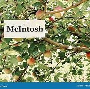 Image result for The Name McIntosh