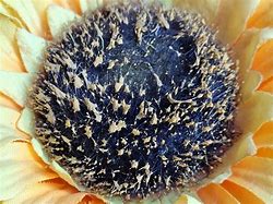 Image result for Samsung Galaxy S21 Macro Lens