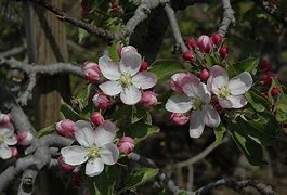 Image result for Gold Rush Apple Variety