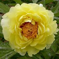 Image result for Paeonia suffruticosa Hai Huang