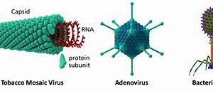 Image result for Molluscum Contagiosum Virus Morphology