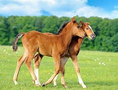 Image result for Babies Cute Horse Backgrounds