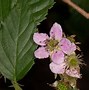 Image result for Rubus odoratus