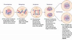 Image result for cell division process step