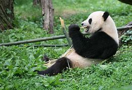 Image result for Giant Panda Digestive System