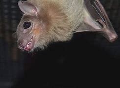 Image result for Bat Smiling