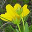 Image result for Coreopsis palmata