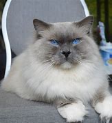 Image result for Blue Ragdoll Kittens