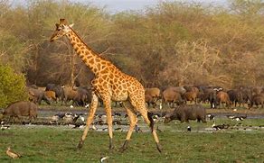 Image result for Giraffe Chad Ace