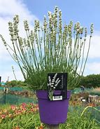 Image result for Lavandula angustifolia Alba